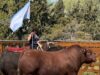 La Benedicta llevó su genética Angus a Río Cuarto: vendió 73 reproductores en un remate con valores firmes