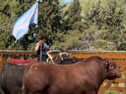 La Benedicta llevó su genética Angus a Río Cuarto: vendió 73 reproductores en un remate con valores firmes