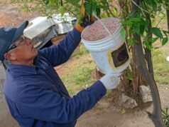 Realizaron una nueva liberación de machos estériles en la ciudad de San Luis
