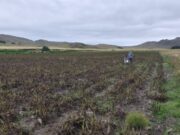 INTA llevó al Congreso de Horticultura de Mendoza el potencial para producir papa semilla en La Carolina