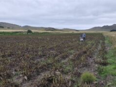 INTA llevó al Congreso de Horticultura de Mendoza el potencial para producir papa semilla en La Carolina