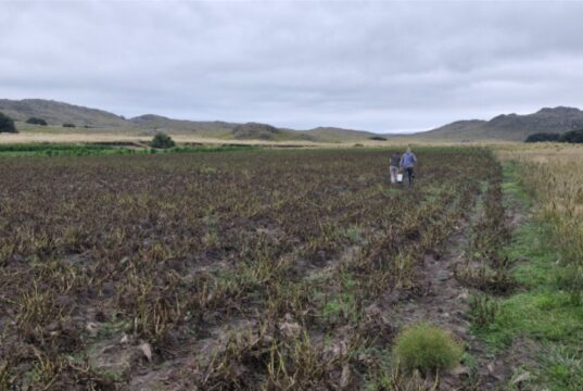 INTA llevó al Congreso de Horticultura de Mendoza el potencial para producir papa semilla en La Carolina