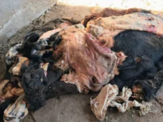 Fuerte bronca de las siete rurales de San Luis tras la liberación de los sospechosos de faena clandestina
