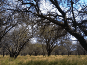 El bosque de caldén, mucho más que árboles: una charla para descubrir el valor de un emblema de San Luis
