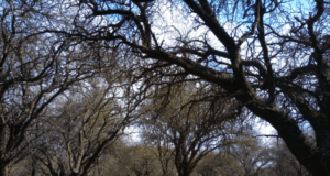El bosque de caldén, mucho más que árboles: una charla para descubrir el valor de un emblema de San Luis
