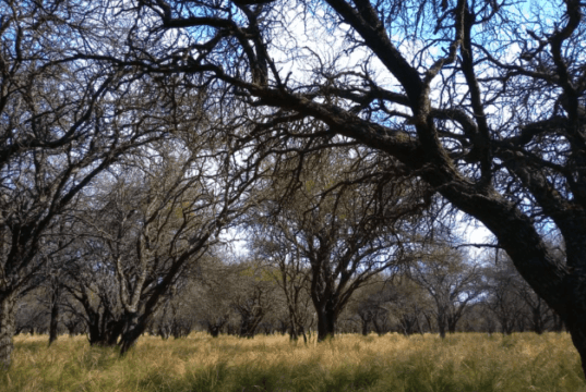 El bosque de caldén, mucho más que árboles: una charla para descubrir el valor de un emblema de San Luis