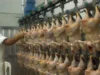 El pollo desplazó a la carne vacuna y la industria avícola busca su próximo salto