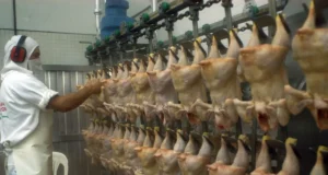 El pollo desplazó a la carne vacuna y la industria avícola busca su próximo salto