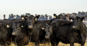 El Guadal y Las Negras llevan sus Angus al remate aniversario de Río Cuarto