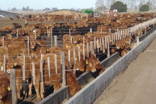 Nivel de encierre: ¿Cuánto de la oferta futura está hoy en los corrales?