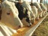Nuevo aumento de la capacidad utilizada en los feedlots profesionales