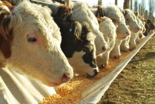 Nuevo aumento de la capacidad utilizada en los feedlots profesionales