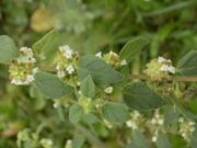 La peperina de San Luis avanza hacia una Indicación Geográfica que busca proteger su identidad y valor productivo