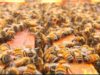 Alertan sobre la necesidad de fortalecer la vigilancia sanitaria de las abejas