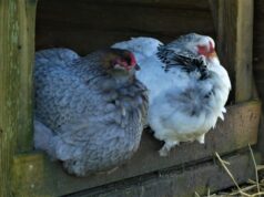 Buenos Aires: Se detectó un caso de influenza aviar en aves de traspatio en Carlos Spegazzini