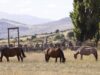 Encefalomielitis equina: Cómo prevenir la enfermedad durante la temporada de calor