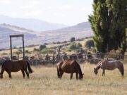 Encefalomielitis equina: Cómo prevenir la enfermedad durante la temporada de calor