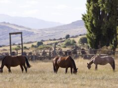 Encefalomielitis equina: Cómo prevenir la enfermedad durante la temporada de calor