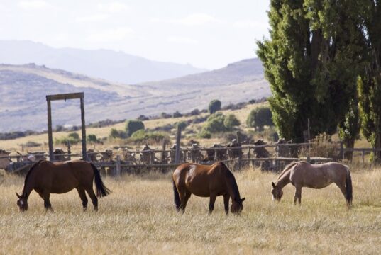Encefalomielitis equina: Cómo prevenir la enfermedad durante la temporada de calor