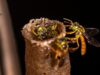 Estudio identifica medidas simples para reducir errores de navegación en abejas sin aguijón