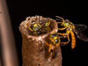 Estudio identifica medidas simples para reducir errores de navegación en abejas sin aguijón
