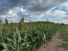 El sorgo demuestra su potencial productivo en el centro de San Luis