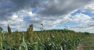 El sorgo demuestra su potencial productivo en el centro de San Luis