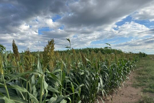 El sorgo demuestra su potencial productivo en el centro de San Luis