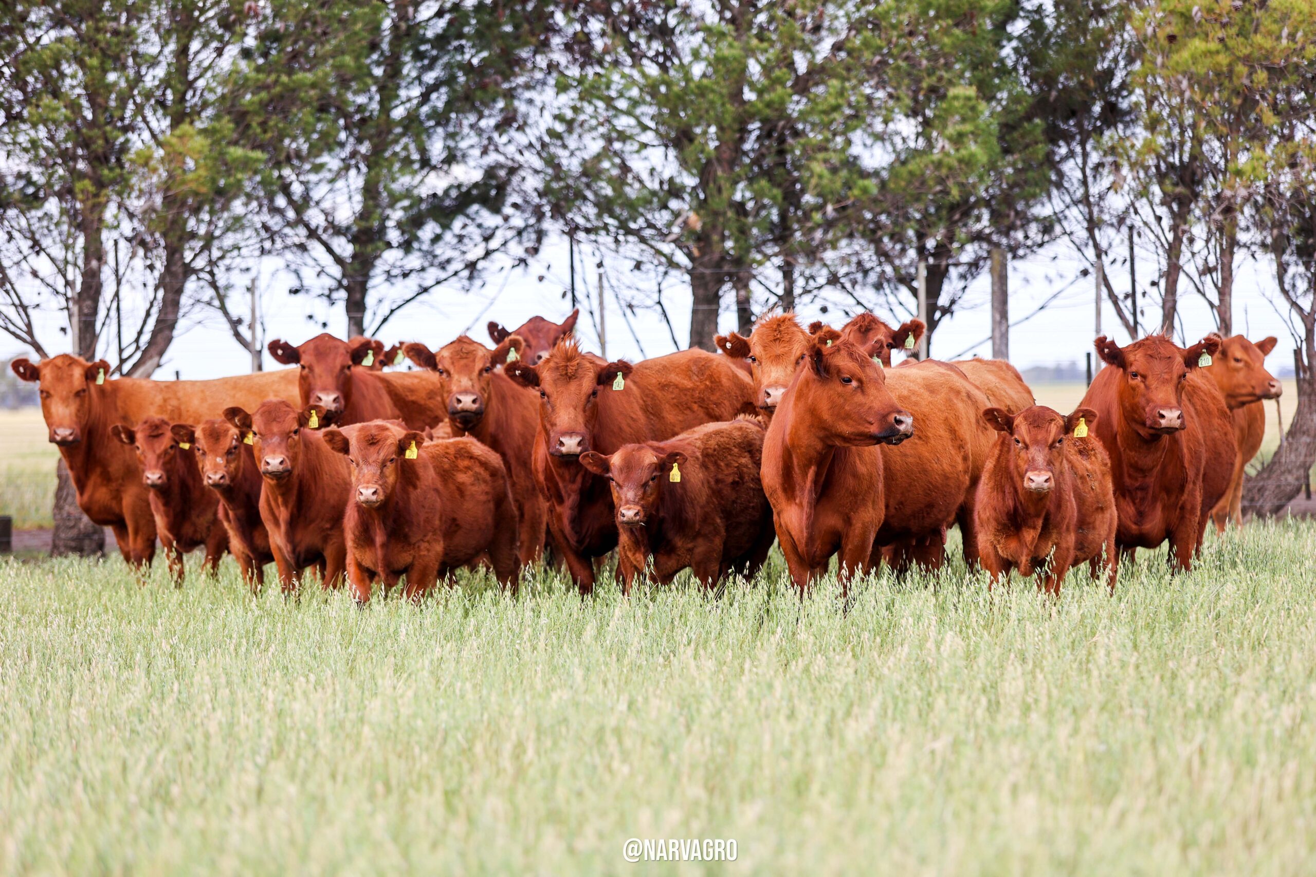 Jornada técnica en Unión para lograr “menos vacas vacías y más terneros pesados”