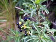 Plantas tóxicas: dos jornadas para reconocer una amenaza para el ganado en San Luis