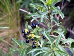 Plantas tóxicas: dos jornadas para reconocer una amenaza para el ganado en San Luis