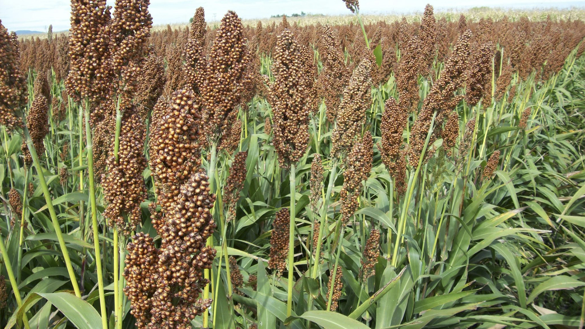 Boom a China: anticipan la exportación de 1,7 millones de toneladas de un cultivo argentino que caerá muy fuerte en dos potencias
