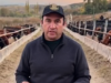 De 350 mil vacas inseminadas a un feedlot en expansión: la apuesta de Huguenine por una ganadería más eficiente