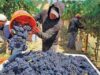 La vendimia 2026 fue la segunda más baja de la década y los productores advierten otra caída para 2027