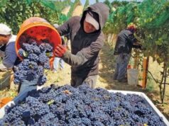 La vendimia 2026 fue la segunda más baja de la década y los productores advierten otra caída para 2027