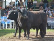 Más de diez cabañas de cuatro provincias llevarán sus reproductores a la Expo Rural Rio Quinto