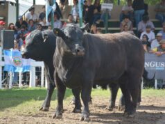 Más de diez cabañas de cuatro provincias llevarán sus reproductores a la Expo Rural Rio Quinto