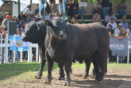 Más de diez cabañas de cuatro provincias llevarán sus reproductores a la Expo Rural Rio Quinto