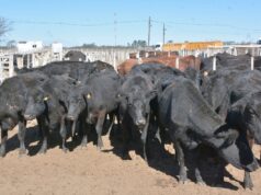 CRA denuncia descuentos en la hacienda y apunta a los frigoríficos exportadores