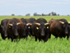 Con el martillo de Mondino, la raza Wagyu tendrá su primer remate en la Argentina con una oferta de 50 toros y 20 vientres