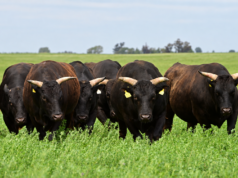 Con el martillo de Mondino, la raza Wagyu tendrá su primer remate en la Argentina con una oferta de 50 toros y 20 vientres