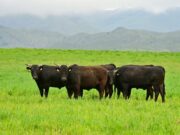 Precios de hasta $35 millones en el primer remate argentino de Wagyu realizado por Mondino