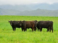 Precios de hasta $35 millones en el primer remate argentino de Wagyu realizado por Mondino