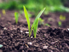 Profesionales del agro se reunirán en Justo Daract para conocer MAXAN, un mejorador de suelos