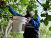 San Luis refuerza el combate contra la mosca de los frutos en cinco localidades