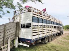 Transportar cuesta cada vez más: los costos de los camiones subieron 30,3% en nueve meses