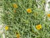 Conocer el campo para prevenir pérdidas por plantas tóxicas en San Luis