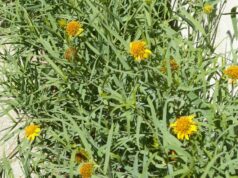 Conocer el campo para prevenir pérdidas por plantas tóxicas en San Luis