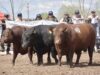 Llega el remate de los 50 toros Angus que superaron la Prueba Pastoril en Buena Esperanza