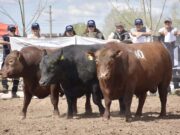 Llega el remate de los 50 toros Angus que superaron la Prueba Pastoril en Buena Esperanza